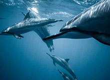 半岛体育官网：用权威连接每一个体育瞬间